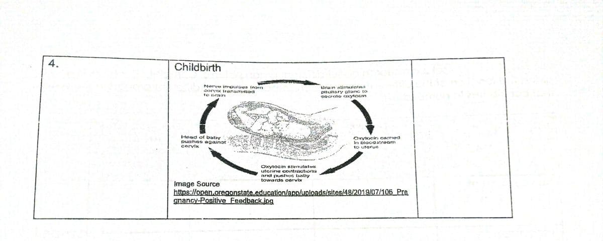 A.
Childbirth
Bráin atinnuialea
piuitary lunc to
Nerve i uaes f m
-fead of baby
pLASれ经s aanat
Oxykain CAFmed
lei biocoatream
en』 nつ
Oxyiocin Glirvsiate
LIsatinne contractionns
arat pushest laatay
towards cervix
Image Source
https://open.oregonstate.education/app/uploads/sites/48/2019/07/106 Pre
gnancy-Positive Feedback.jpg
