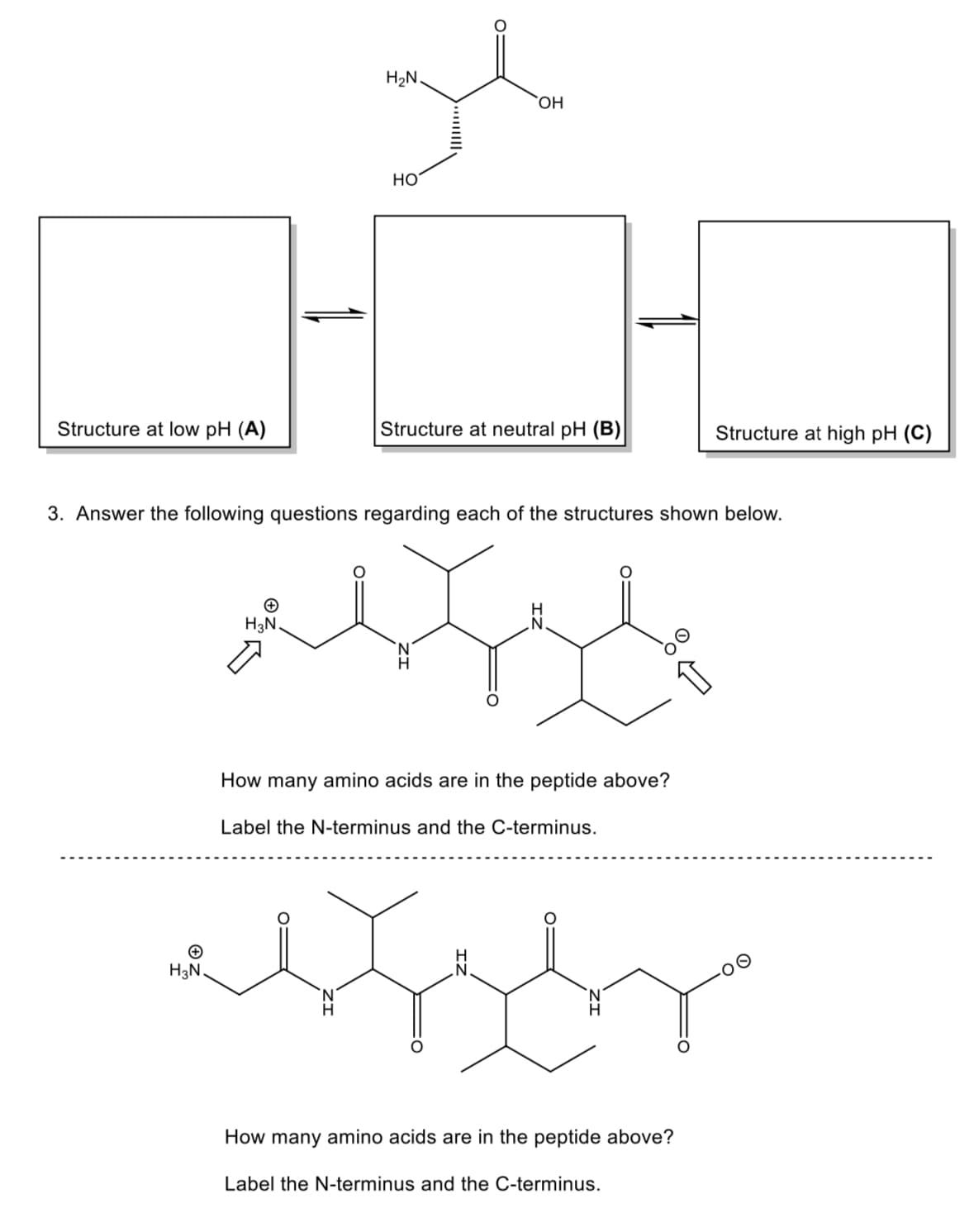 Structure at low pH (A)
H3N.
H₂N.
H3N.
HO
OH
Structure at neutral pH (B)
3. Answer the following questions regarding each of the structures shown below.
assale
How many amino acids are in the peptide above?
Label the N-terminus and the C-terminus.
H
Structure at high pH (C)
How many amino acids are in the peptide above?
Label the N-terminus and the C-terminus.