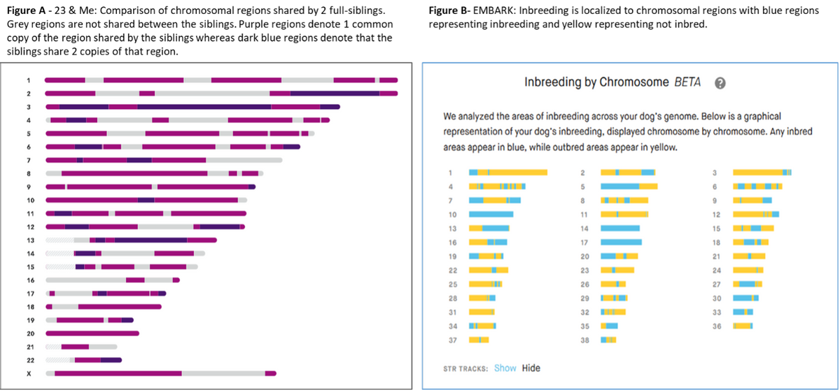 1
2
3
5
6
9
10
11
12
13
14
15
16
17
18
19
20
21
22
X
Inbreeding by Chromosome BETA
We analyzed the areas of inbreeding across your dog's genome. Below is a graphical
representation of your dog's inbreeding, displayed chromosome by chromosome. Any inbred
areas appear in blue, while outbred areas appear in yellow.
1
4
7
10
13
16
19
22
25
28
31
34
37
IM
STR TRACKS: Show Hide
2
5
8
11
14
17
20
23
26
29
32
35
38
3
6
9
12
15
18
21
24
27
30
33
36