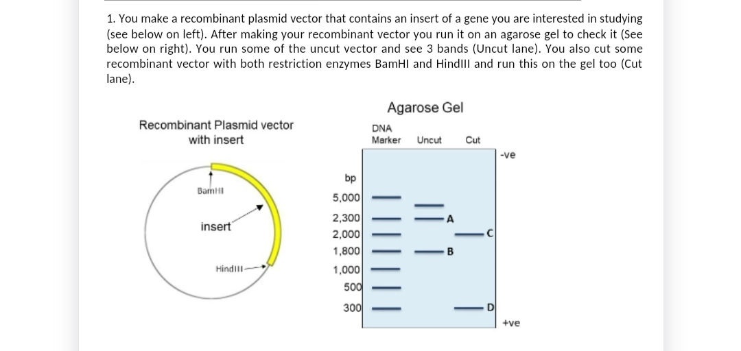 1. You make a recombinant plasmid vector that contains an insert of a gene you are interested in studying
(see below on left). After making your recombinant vector you run it on an agarose gel to check it (See
below on right). You run some of the uncut vector and see 3 bands (Uncut lane). You also cut some
recombinant vector with both restriction enzymes BamHI and HindIII and run this on the gel too (Cut
lane).
Agarose Gel
Recombinant Plasmid vector
with insert
-ve
BamHI
insert
Hind 11-
bp
5,000
2,300
2,000
1,800
1,000
500
300
DNA
Marker Uncut
B
Cut
+ve