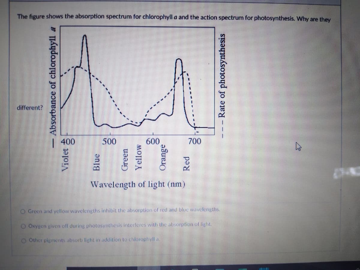 The figure shows the absorption spectrum for chlorophyll a and the action spectrum for photosynthesis. Why are they
different?
400
500
600
700
Wavelength of light (nm)
O Green and yellow wavelengths inhibit the absorption of red and blue wavelengths.
O Oxygen given off during photosynthesis interferes with the absorption of light.
O Other pigments absorb light in addition to chlorophyll a.
Absorbance of chlorophyll a
Violet
Blue
Green
Yellow
Orange
Red
- Rate of photosynthesis
