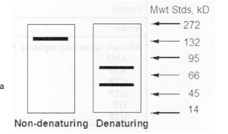 a
10 Mwt Stds, KD
272
132
95
- 66
- 45
14
3
Non-denaturing Denaturing