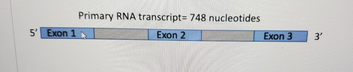 Primary RNA transcript= 748 nucleotides
5' Exon 1
Exon 2
Exon 3
3"
