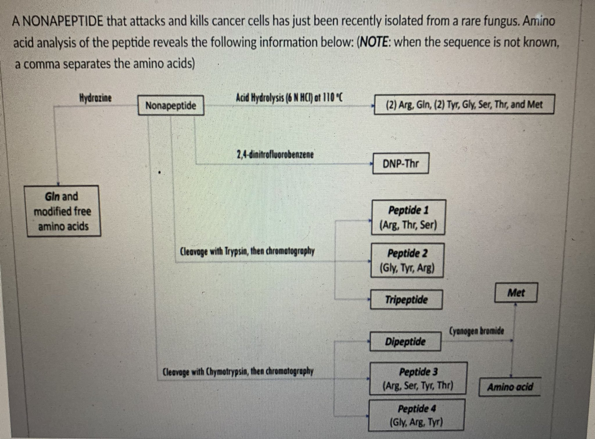 A NONAPEPTIDE that attacks and kills cancer cells has just been recently isolated from a rare fungus. Amino
acid analysis of the peptide reveals the following information below: (NOTE: when the sequence is not known,
a comma separates the amino acids)
Hydrazine
Acid Hydrolysis (6 N HCI) at 110°C
Nonapeptide
(2) Arg, Gln, (2) Tyr, Gly, Ser, Thr, and Met
2,4-dinitrofluorobenzene
DNP-Thr
Gin and
modified free
amino acids
Peptide 1
(Arg, Thr, Ser)
Cleavage with Trypsin, then chromatography
Peptide 2
(Gly, Tyr, Arg)
Met
Tripeptide
Cyanogen bromide
Dipeptide
Peptide 3
(Arg, Ser, Tyr, Thr)
Cleavage with Chymotrypsin, then chromatography
Amino acid
Peptide 4
(Gly, Arg, Tyr)
