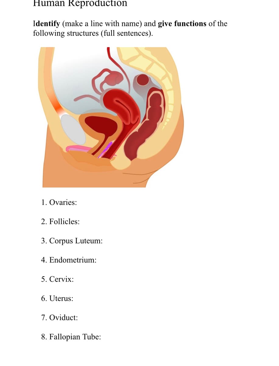 Human Reproduction
Identify (make a line with name) and give functions of the
following structures (full sentences).
1. Ovaries:
2. Follicles:
3. Corpus Luteum:
4. Endometrium:
5. Cervix:
6. Uterus:
7. Oviduct:
8. Fallopian Tube:
