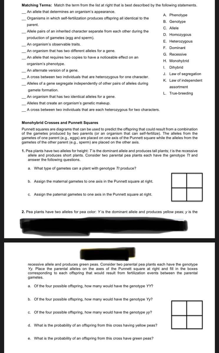 Matching Terms: Match the term from the list at right that is best described by the following statements.
An allele that determines an organism's appearance.
A. Phenotype
Organisms in which self-fertilization produces offspring all identical to the
B. Genotype
parent.
C. Allele
Allele pairs of an inherited character separate from each other during the
D. Homozygous
production of gametes (egg and sperm).
E. Heterozygous
An organism's observable traits.
F. Dominant
An organism that has two different alleles for a gene.
G. Recessive
An allele that requires two copies to have a noticeable effect on an
H. Monohybrid
organism's phenotype.
I. Dihybrid
An alternate version of a gene.
J. Law of segregation
A cross between two individuals that are heterozygous for one character.
K. Law of independent
Alleles of a gene segregate independently of other pairs of alleles during
assortment
gamete formation.
L. True-breeding
An organism that has two identical alleles for a gene.
Alleles that create an organism's genetic makeup.
A cross between two individuals that are each heterozygous for two characters.
Monohybrid Crosses and Punnett Squares
Punnett squares are diagrams that can be used to predict the offspring that could result from a combination
of the gametes produced by two parents (or an organism that can self-fertilize). The alleles from the
gametes of one parent (e.g., eggs) are placed on one axis of the Punnett square while the alleles from the
gametes of the other parent (e.g., sperm) are placed on the other axis.
1. Pea plants have two alleles for height: Tis the dominant allele and produces tall plants; tis the recessive
allele and produces short plants. Consider two parental pea plants each have the genotype Tt and
answer the following questions.
a.
What type of gametes can a plant with genotype Tt produce?
b. Assign the maternal gametes to one axis in the Punnett square at right.
c. Assign the paternal gametes to one axis in the Punnett square at right.
2. Pea plants have two alleles for pea color: Y is the dominant allele and produces yellow peas; y is the
recessive allele and produces green peas. Consider two parental pea plants each have the genotype
Yy. Place the parental alleles on the axes of the Punnett square at right and fill in the boxes
corresponding to each offspring that would result from fertilization events between the parental
gametes.
a.
Of the four possible offspring, how many would have the genotype YY?
b. Of the four possible offspring, how many would have the genotype Yy?
C.
Of the four possible offspring, how many would have the genotype yy?
d. What is the probability of an offspring from this cross having yellow peas?
e. What is the probability of an offspring from this cross have green peas?
