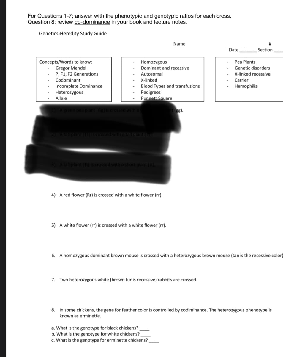 For Questions 1-7; answer with the phenotypic and genotypic ratios for each cross.
Question 8; review co-dominance in your book and lecture notes.
Genetics-Heredity Study Guide
Name
%23
Date
Section
Concepts/Words to know:
Gregor Mendel
P, F1, F2 Generations
Pea Plants
Genetic disorders
Homozygous
Dominant and recessive
Autosomal
X-linked recessive
X-linked
Blood Types and transfusions
Pedigrees
Punnett Square
Codominant
Carrier
Incomplete Dominance
Heterozygous
Hemophilia
Allele
plant (Gg) is crossed with
nt (gg).
2) A tall plant ( s crossed with a tall plant (1
3) A tallp
4) A red flower (Rr) is crossed with a white flower (rr).
5) A white flower (rr) is crossed with a white flower (rr).
6. A homozygous dominant brown mouse is crossed with a heterozygous brown mouse (tan is the recessive color)
7. Two heterozygous white (brown fur is recessive) rabbits are crossed.
8. In some chickens, the gene for feather color is controlled by codiminance. The heterozygous phenotype is
known as erminette.
a. What is the genotype for black chickens?
b. What is the genotype for white chickens?
c. What is the genotype for erminette chickens?
