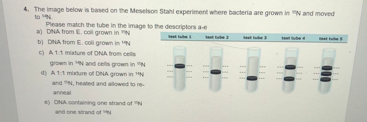4. The image below is based on the Meselson Stahl experiment where bacteria are grown in 15N and moved
to 14N.
Please match the tube in the image to the descriptors a-e
a) DNA from E. coli grown in 15N
test tube 1
test tube 2
test tube 3
test tube 4
test tube 5
b) DNA from E. coli grown in 14N
c) A 1:1 mixture of DNA from cells
grown in 14N and cells grown in 15N
d) A 1:1 mixture of DNA grown in 14N
and 15N, heated and allowed to re-
anneal
e) DNA containing one strand of 15N
and one strand of 14N

