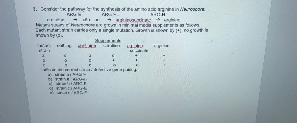 3. Consider the pathway for the synthesis of the amino acid arginine in Neurospora:
ARG-F.
→
ARG-E
→ citrulline
ARG-H
ornithine
Mutant strains of Neurospora are grown in minimal media supplements as follows.
Each mutant strain carries only a single mutation. Growth is shown by (+), no growth is
shown by (o).
→ argininosuccinate > arginine
Supplements
citrulline
arginino-
succinate
mutant
nothing
Qraitibine
arginine
strain
+.
Indicate the correct strain / defective gene pairing.
a) strain a / ARG-F
b) strain a/ ARG-H
strain b / ARG-F
d) strain c / ARG-E
e) strain c / ARG-F
+ + +
