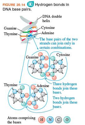 FIGURE 20.14 B0 Hydrogen bonds in
DNA base pairs.
-DNA double
helix
Guanine
Cytosine
Thymine-
-Adenine
The base pairs of the two
strands can join only in
| certain combinations.
Cytosine
Guanine
Adenine Three hydrogen
bonds join these
bases.
Thymine
Two hydrogen
bonds join these
bases.
Atoms comprising H N
the bases
