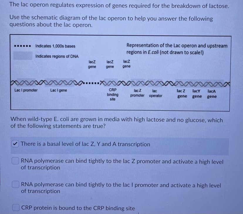 The lac operon regulates expression of genes required for the breakdown of lactose.
Use the schematic diagram of the lac operon to help you answer the following
questions about the lac operon.
Representation of the Lac operon and upstream
regions in E.coli (not drawn to scale!)
Indicates 1,000s bases
Indicates regions of DNA
lacz
lacz
lacz
gene
gene
gene
Lac I promoter
Lac I gene
CRP
lac Z
lac
lac Z
lacY
lacA
binding
site
promoter operator
gene gene gene
When wild-type E. coli are grown in media with high lactose and no glucose, which
of the following statements are true?
V There is a basal level of lac Z, Y and A transcription
RNA polymerase can bind tightly to the lac Z promoter and activate a high level
of transcription
RNA polymerase can bind tightly to the lac I promoter and activate a high level
of transcription
CRP protein is bound to the CRP binding site
