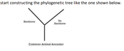 start constructing the phylogenetic tree like the one shown below.
No
Backbone
Backbone
Common Animal Ancestor
