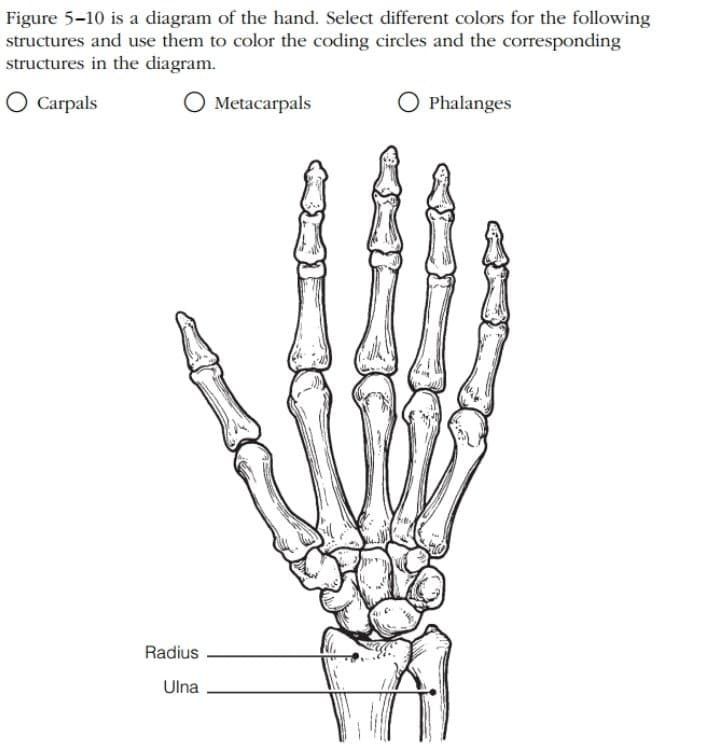 Figure 5-10 is a diagram of the hand. Select different colors for the following
structures and use them to color the coding circles and the corresponding
structures in the diagram.
O Carpals
O Metacarpals
O Phalanges
Radius
Ulna