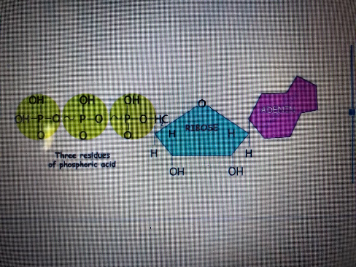 OH
OH
OH
OH-P-O~ P-0~P-0-HC
H.
H.
H.
H.
Three residues
of phosphoric acid
HO
HO
