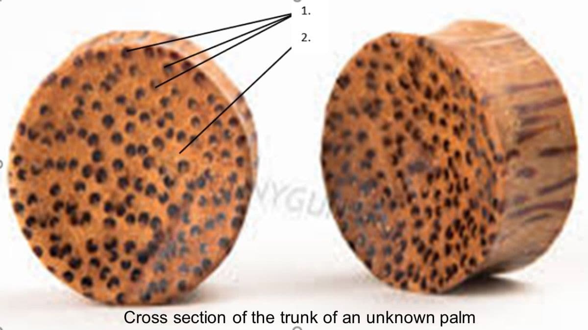 1.
2.
NYGU
Cross section of the trunk of an unknown palm

