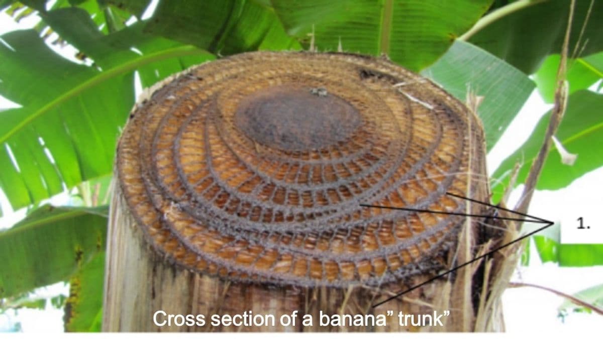 1.
Cross section of a banana" trunk"
