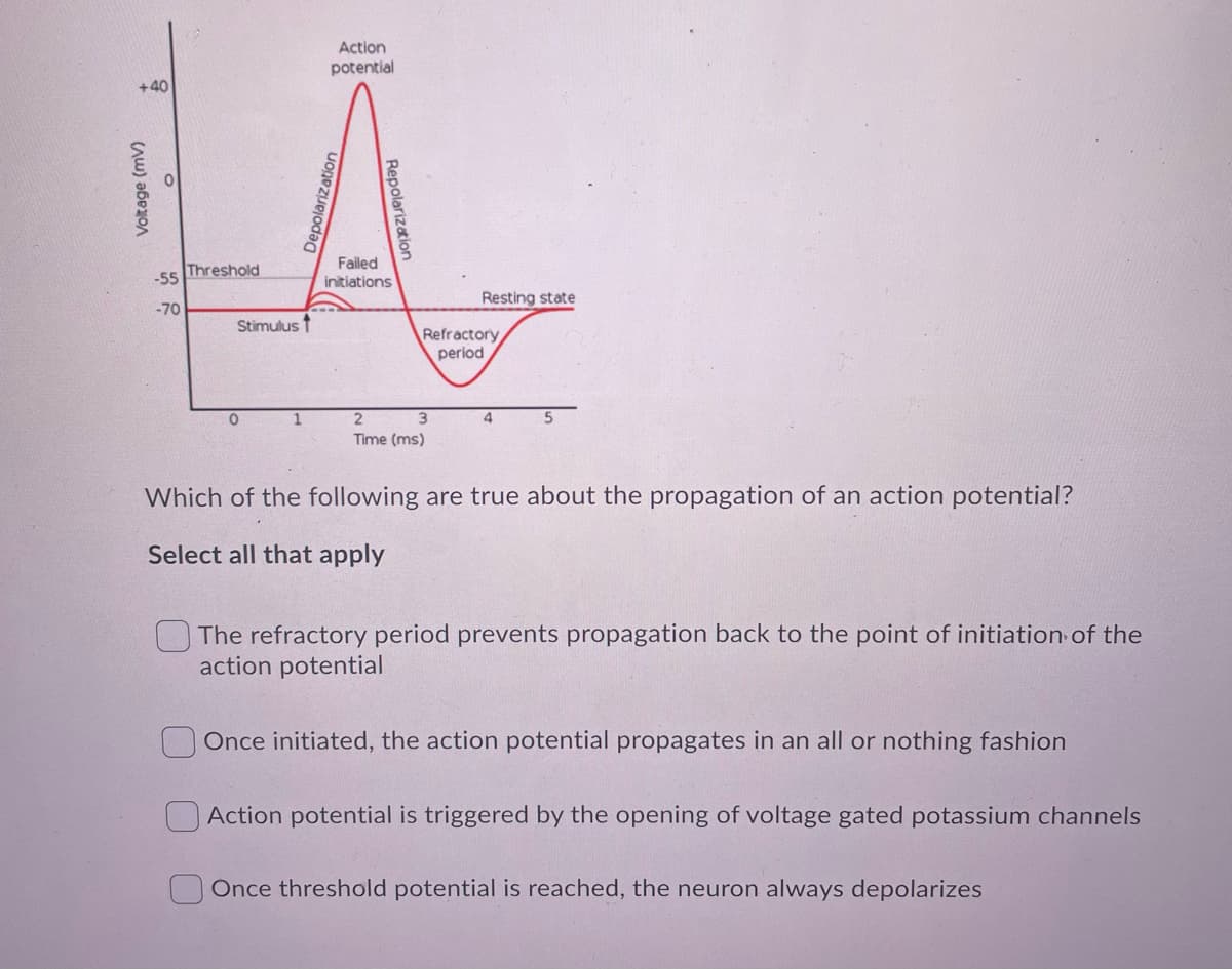 Action
potential
+40
Failed
-55 Threshold
initiations
Resting state
-70
Stimulus 1
Refractory
period
3.
Time (ms)
2
4.
Which of the following are true about the propagation of an action potential?
Select all that apply
The refractory period prevents propagation back to the point of initiation of the
action potential
Once initiated, the action potential propagates in an all or nothing fashion
Action potential is triggered by the opening of voltage gated potassium channels
Once threshold potential is reached, the neuron always depolarizes
Voltage (mV)
Depolarization
Repolarization
