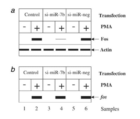 a
Control si-miR-7b si-miR-neg
Transfection
PMA
+
Fos
Actin
b
Control
si-miR-7b si-miR-neg
Transfection
+
+
PMA
fos
I 2 3 4 5 6
Samples
+
+
