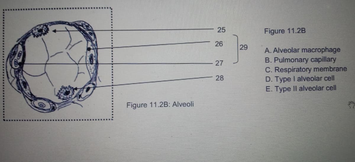 25
Figure 11.2B
26
29
A. Alveolar macrophage
B. Pulmonary capillary
C. Respiratory membrane
D. Type I alveolar cell
E. Type Il alveolar cell
27
28
Figure 11.2B: Alveoli
