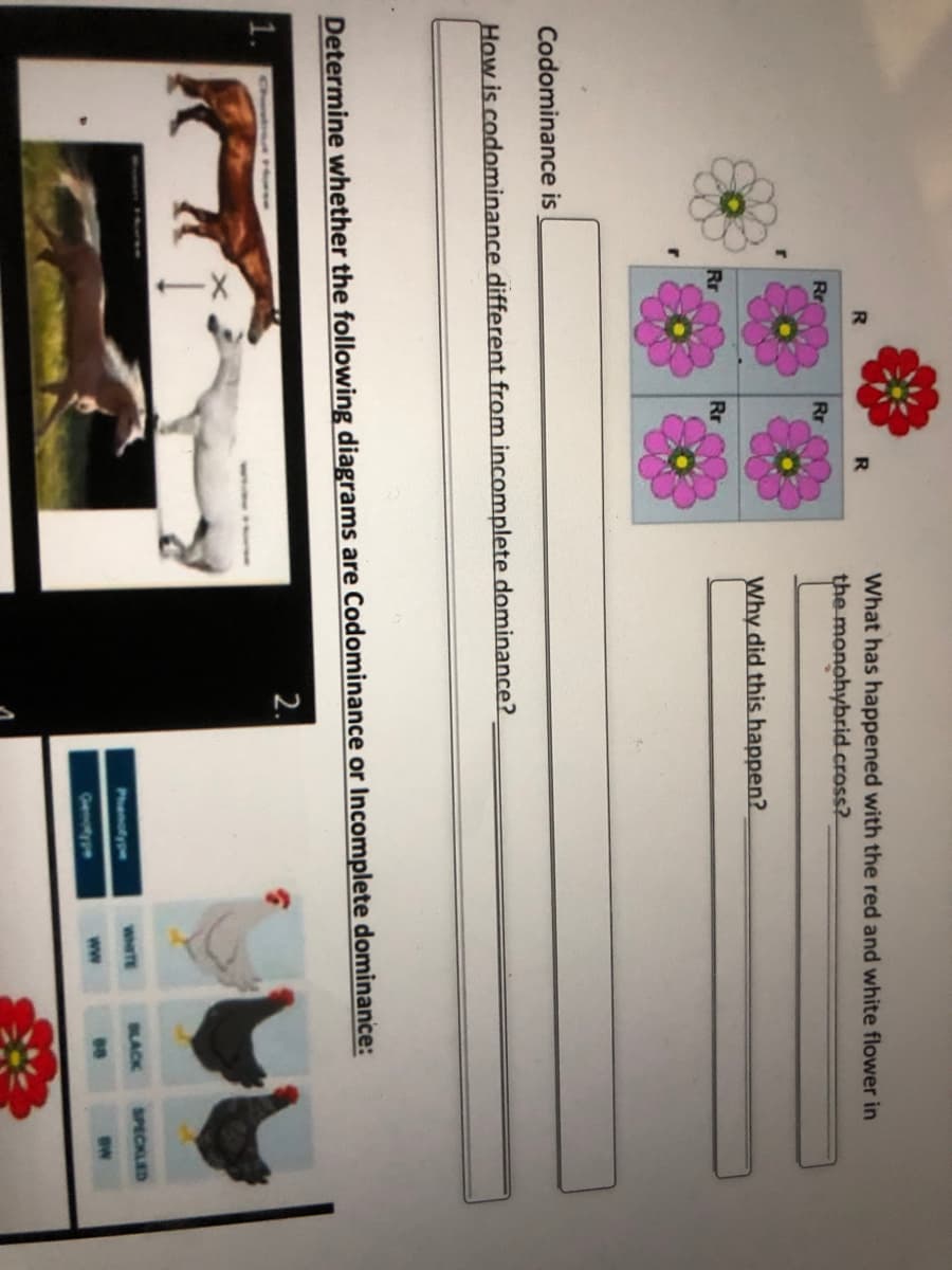 What has happened with the red and white flower in
the monohybrid.cross?
Rr
Rr
Why did this happen?
Rr
Rr
Codominance is
How is codominance different from incomplete dominance?
Determine whether the following diagrams are Codominance or Incomplete dominance:
2.
BACK
SPECKLED
Phanotype
WHITE
Genotype
ww
