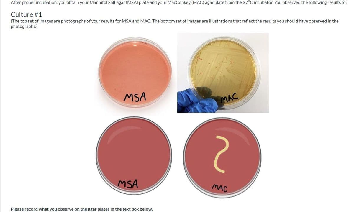 After proper incubation, you obtain your Mannitol Salt agar (MSA) plate and your MacConkey (MAC) agar plate from the 37°C incubator. You observed the following results for:
Culture #1
(The top set of images are photographs of your results for MSA and MAC. The bottom set of images are illustrations that reflect the results you should have observed in the
photographs.)
MSA
MAC
MSA
MAC
Please record what you observe on the agar plates in the text box below.
