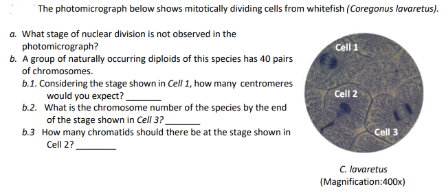 The photomicrograph below shows mitotically dividing cells from whitefish (Coregonus lavaretus).
a. What stage of nuclear division is not observed in the
Cell 1
photomicrograph?
b. A group of naturally occurring diploids of this species has 40 pairs
of chromosomes.
b.1. Considering the stage shown in Cell 1, how many centromeres
would you expect?
b.2. What is the chromosome number of the species by the end
Cell 2
of the stage shown in Cell 3?_
b.3 How many chromatids should there be at the stage shown in
Cell 3
Cell 2?
C. lavaretus
(Magnification:400x)
