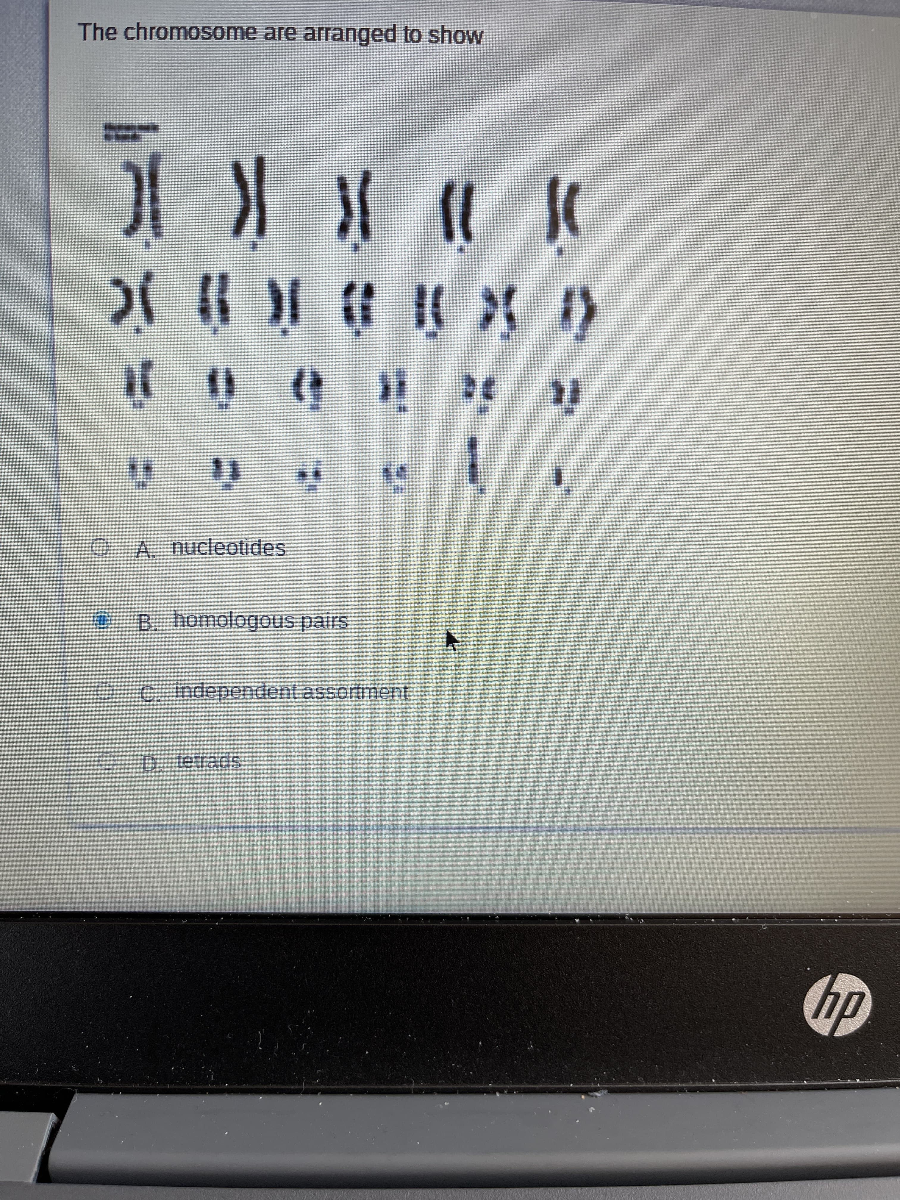 The chromosome are arranged to show
