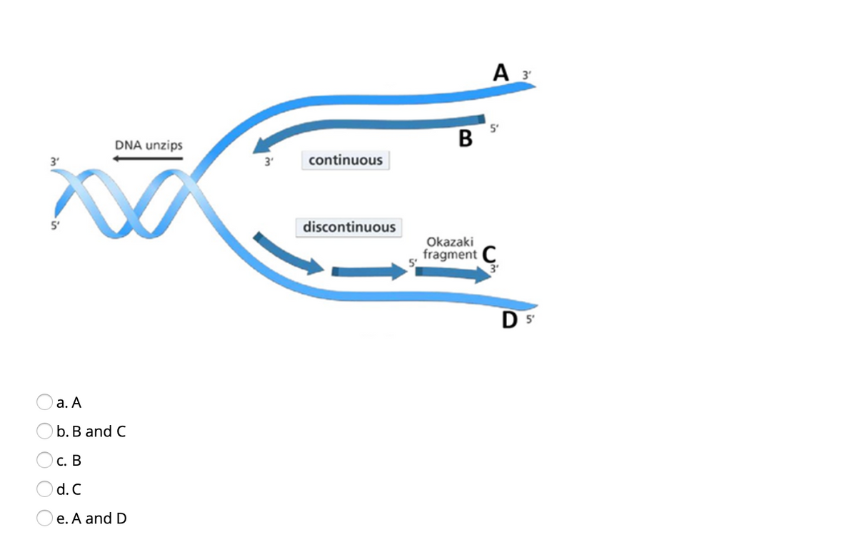 5'
В
DNA unzips
3'
3'
continuous
discontinuous
Okazaki
fragment C
3'
D 5'
а. А
b. В and C
Ос. В
Od.C
O e. A and D
