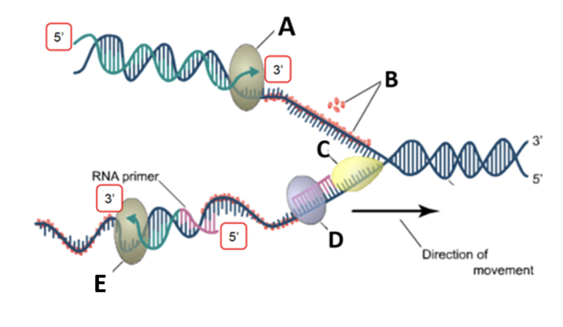 A
5'
3'
B
RNA primer
5'
| 3'
5'
D
Direction of
movement
E
