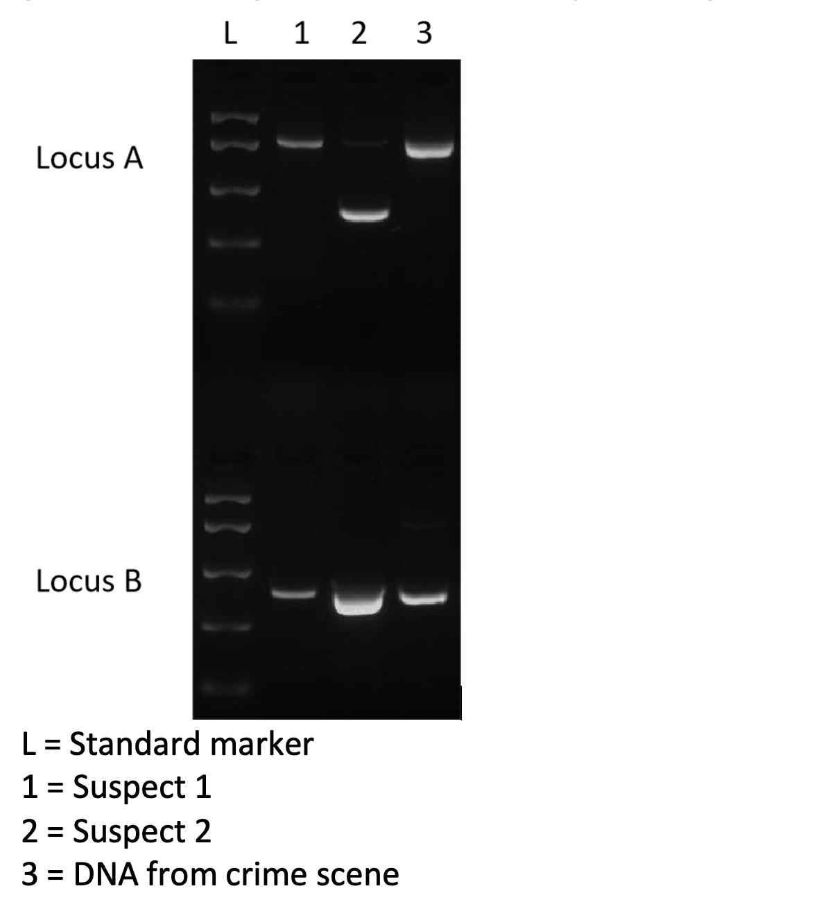 L 1 2 3
Locus A
Locus B
L = Standard marker
1 = Suspect 1
2 = Suspect 2
3 = DNA from crime scene
