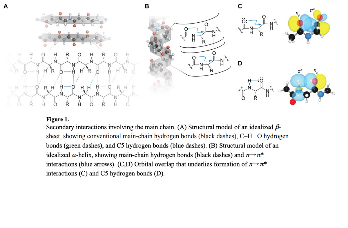 A
סגי
Z-I
N
HHR
H O RH
O
0=
N
O H
R
..I-Z
FO:::
H O
FO
I-
HR
RH
I-Z
0=
R
=
Z-I
N
Z-I
O H
H O
HR
RH
B
R
m
vin
D
O
H
I
N
R
Figure 1.
Secondary interactions involving the main chain. (A) Structural model of an idealized -
sheet, showing conventional main-chain hydrogen bonds (black dashes), C-HO hydrogen
bonds (green dashes), and C5 hydrogen bonds (blue dashes). (B) Structural model of an
idealized a-helix, showing main-chain hydrogen bonds (black dashes) and n*
interactions (blue arrows). (C,D) Orbital overlap that underlies formation of n*
interactions (C) and C5 hydrogen bonds (D).
n
0*
TT*