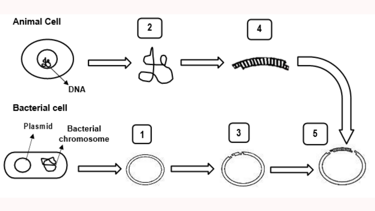 Animal Cell
2
4
DNA
Bacterial cell
Plasmid
Bacterial
3
5
chromosome
