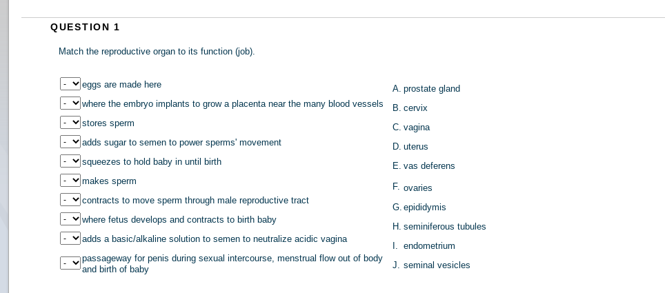 QUESTION 1
Match the reproductive organ to its function (job).
veggs are made here
A. prostate gland
where the embryo implants to grow a placenta near the many blood vessels
B. cervix
v stores sperm
C. vagina
Vadds sugar to semen to power sperms' movement
D. uterus
v squeezes to hold baby in until birth
E. vas deferens
v makes sperm
F. ovaries
contracts to move sperm through male reproductive tract
G. epididymis
v where fetus develops and contracts to birth baby
H. seminiferous tubules
v adds a basic/alkaline solution to semen to neutralize acidic vagina
I. endometrium
v passageway for penis during sexual intercourse, menstrual flow out of body
and birth of baby
J. seminal vesicles
