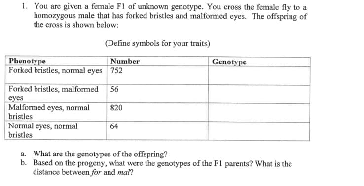 1. You are given a female F1 of unknown genotype. You cross the female fly to a
homozygous male that has forked bristles and malformed eyes. The offspring of
the cross is shown below:
(Define symbols for your traits)
Phenotype
Forked bristles, normal eyes 752
Number
Genotype
Forked bristles, malformed
56
eyes
Malformed eyes, normal
bristles
Normal eyes, normal
bristles
820
64
a. What are the genotypes of the offspring?
b. Based on the progeny, what were the genotypes of the F1 parents? What is the
distance between for and mal?
