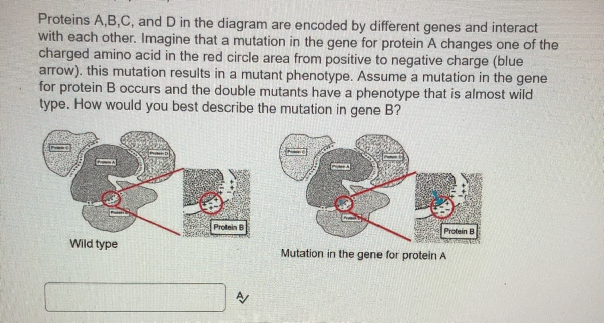 Proteins A,B,C, and D in the diagram are encoded by different genes and interact
with each other. Imagine that a mutation in the gene for protein A changes one of the
charged amino acid in the red circle area from positive to negative charge (blue
arrow). this mutation results in a mutant phenotype. Assume a mutation in the gene
for protein B occurs and the double mutants have a phenotype that is almost wild
type. How would you best describe the mutation in gene B?
Protein C
Proten A
Protein B
Protein B
Wild type
Mutation in the gene for protein A
