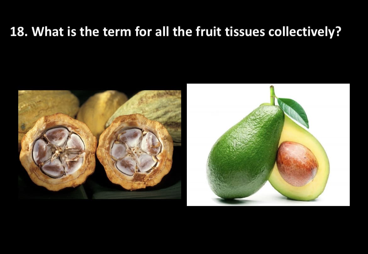 18. What is the term for all the fruit tissues collectively?
