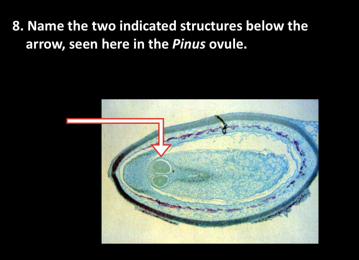 8. Name the two indicated structures below the
arrow, seen here in the Pinus ovule.
