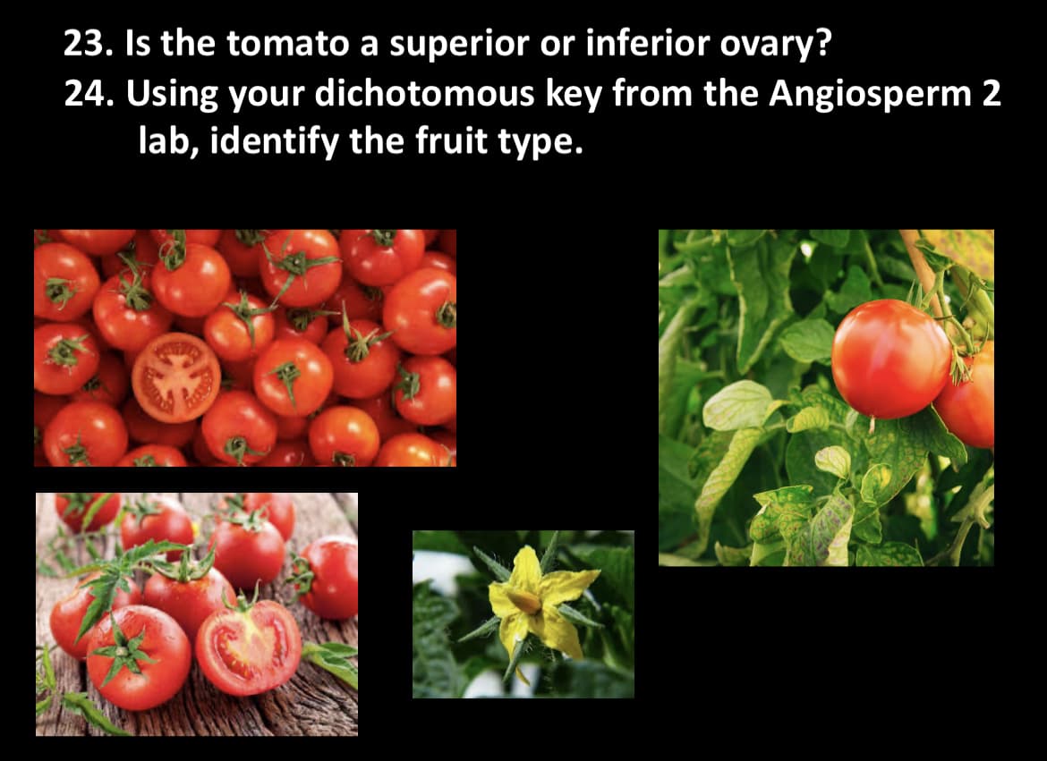 23. Is the tomato a superior or inferior ovary?
24. Using your dichotomous key from the Angiosperm 2
lab, identify the fruit type.
