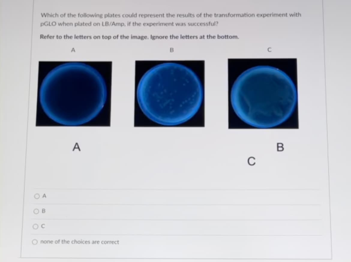 Which of the following plates could represent the results of the transformation experiment with
PGLO when plated on LB/Amp, if the experiment was successful?
Refer to the letters on top of the image. Ignore the letters at the bottom.
A
B
OB
O none of the choices are correct
