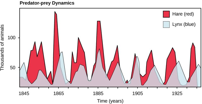 Predator-prey Dynamics
Hare (red)
Lynx (blue)
100
50
1845
1865
1885
1905
1925
Time (years)
Thousands of animals
