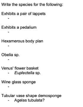 Write the species for the following:
Exhibits a pair of lappets
Exhibits a pedalium
Hexamerous body plan
Obelia sp.
Venus' flower basket
- Euplectella sp.
Wine glass sponge
Tubular vase shape demosponge
- Agelas tubulata?
