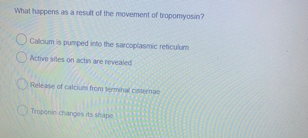 What happens as a result of the movement of tropomyosin?
Calcium is pumped into the sarcoplasmic reticulum
Active sites on actin are revealed
Release of calcium from terminal cisternae
Troponin changes its shape
