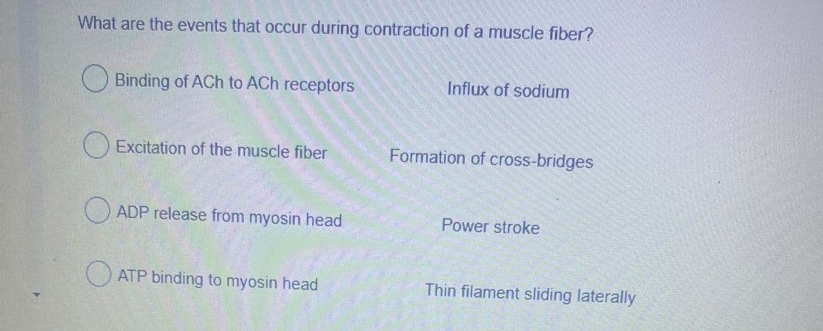 What are the events that occur during contraction of a muscle fiber?
Binding of ACh to ACh receptors
Influx of sodium
Excitation of the muscle fiber
Formation of cross-bridges
ADP release from myosin head
Power stroke
ATP binding to myosin head
Thin filament sliding laterally
