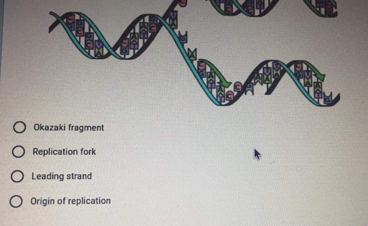 O Okazaki fragment
O Replication fork
O Leading strand
O Origin of replication
