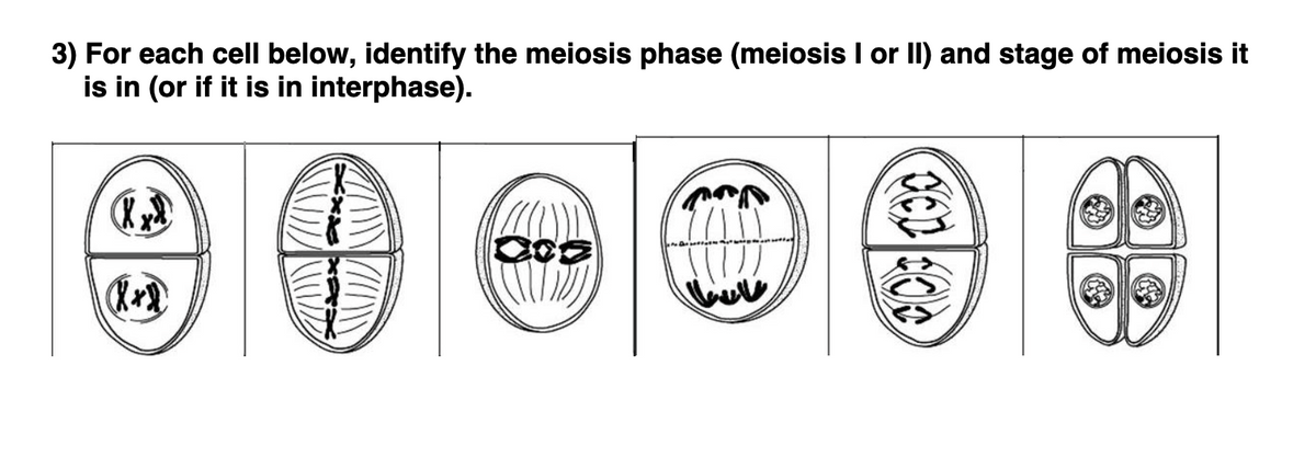 3) For each cell below, identify the meiosis phase (meiosis I or II) and stage of meiosis it
is in (or if it is in interphase).
