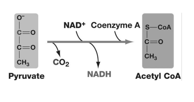 NAD+ Coenzyme A s-CoA
C=0
C=0
C=0
ČH3
CH3
CO2
Pyruvate
NADH
Acetyl CoA
