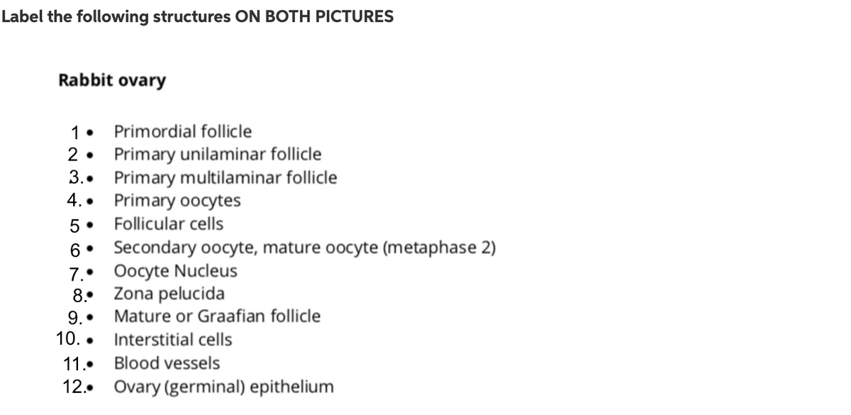 Label the following structures ON BOTH PICTURES
Rabbit ovary
1• Primordial follicle
2• Primary unilaminar follicle
3.. Primary multilaminar follicle
4.• Primary oocytes
5• Follicular cells
6• Secondary oocyte, mature oocyte (metaphase 2)
7.• Oocyte Nucleus
8.. Zona pelucida
9.• Mature or Graafian follicle
10. • Interstitial cells
11.. Blood vessels
12.. Ovary (germinal) epithelium
