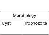 Morphology
Cyst
Trophozoite
