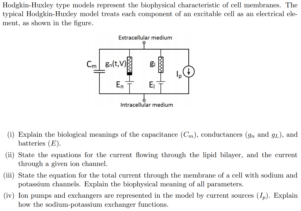 Hodgkin-Huxley type models represent the biophysical characteristic of cell membranes. The
typical Hodgkin-Huxley model treats each component of an excitable cell as an electrical ele-
ment, as shown in the figure.
Extracellular medium
Cm
gn(t,V)
En
Ej
Intracellular medium
(i) Explain the biological meanings of the capacitance (Cm), conductances (gn and g1), and
batteries (E).
(ii) State the equations for the current flowing through the lipid bilayer, and the current
through a given ion channel.
(iii) State the equation for the total current through the membrane of a cell with sodium and
potassium channels. Explain the biophysical meaning of all parameters.
(iv) Ion pumps and exchangers are represented in the model by current sources (Ip). Explain
how the sodium-potassium exchanger functions.
ww
