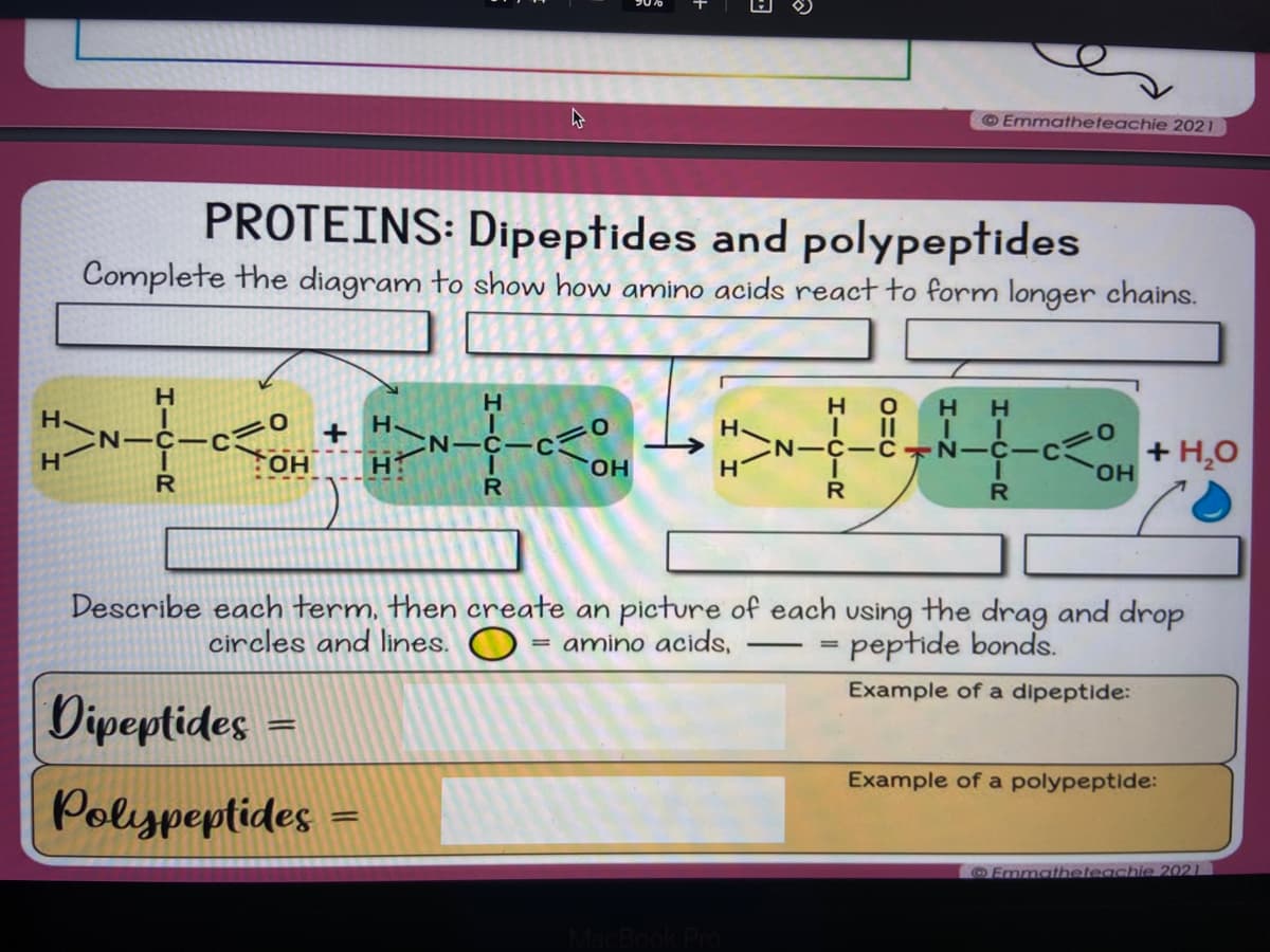 H.
H
PROTEINS: Dipeptides and polypeptides
Complete the diagram to show how amino acids react to form longer chains.
N-
H
R
C
0
OH
Dipeptides
Polypeptides
+
=
H.
H
=
H
N-C
R
O
OH
=
H
MacBook Pro
—
Emmatheteachie 2021
H O
|||
N-C-CN-C-
CIR
Describe each term, then create an picture of each using the drag and drop
circles and lines. O amino acids,
peptide bonds.
Example of a dipeptide:
=
HH
II
R
OH
+ H₂O
Example of a polypeptide:
Emmatheteachie 2021